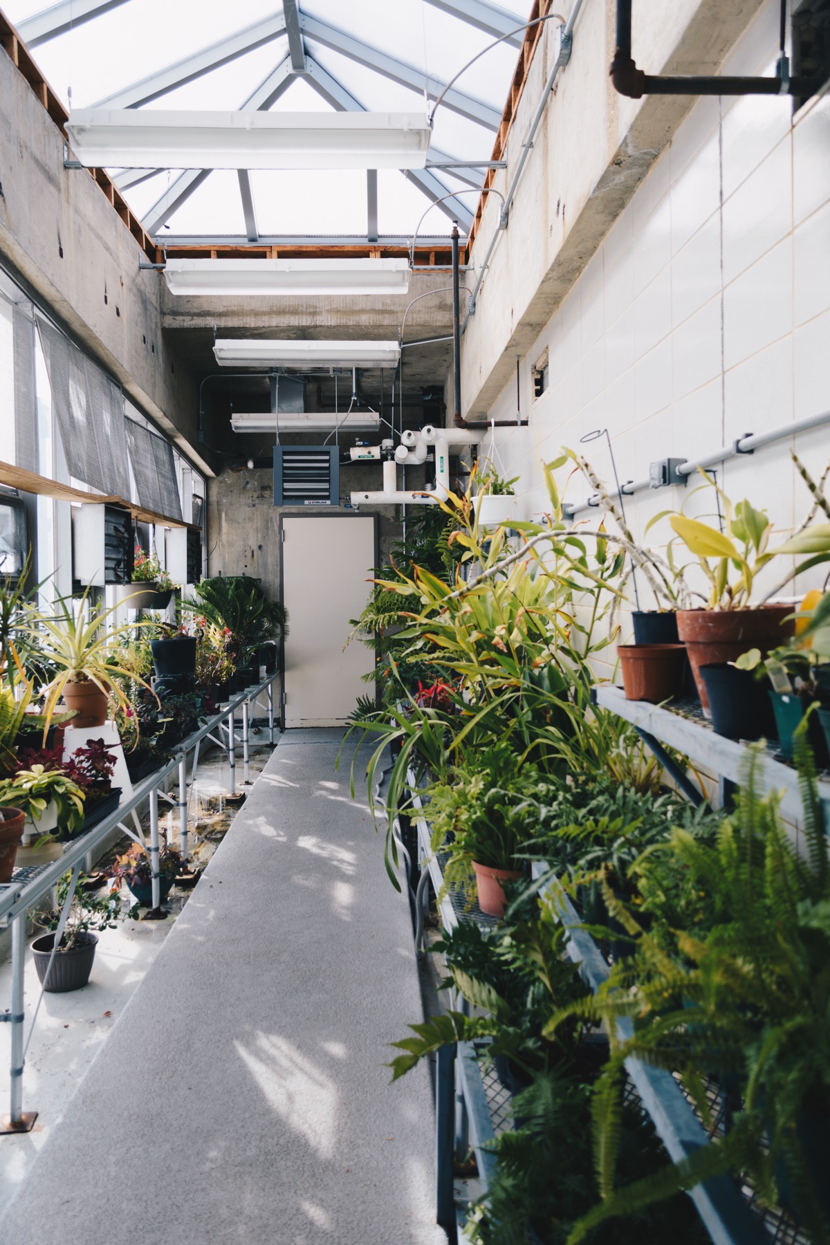 Sunlight falling across a collection of green houseplants