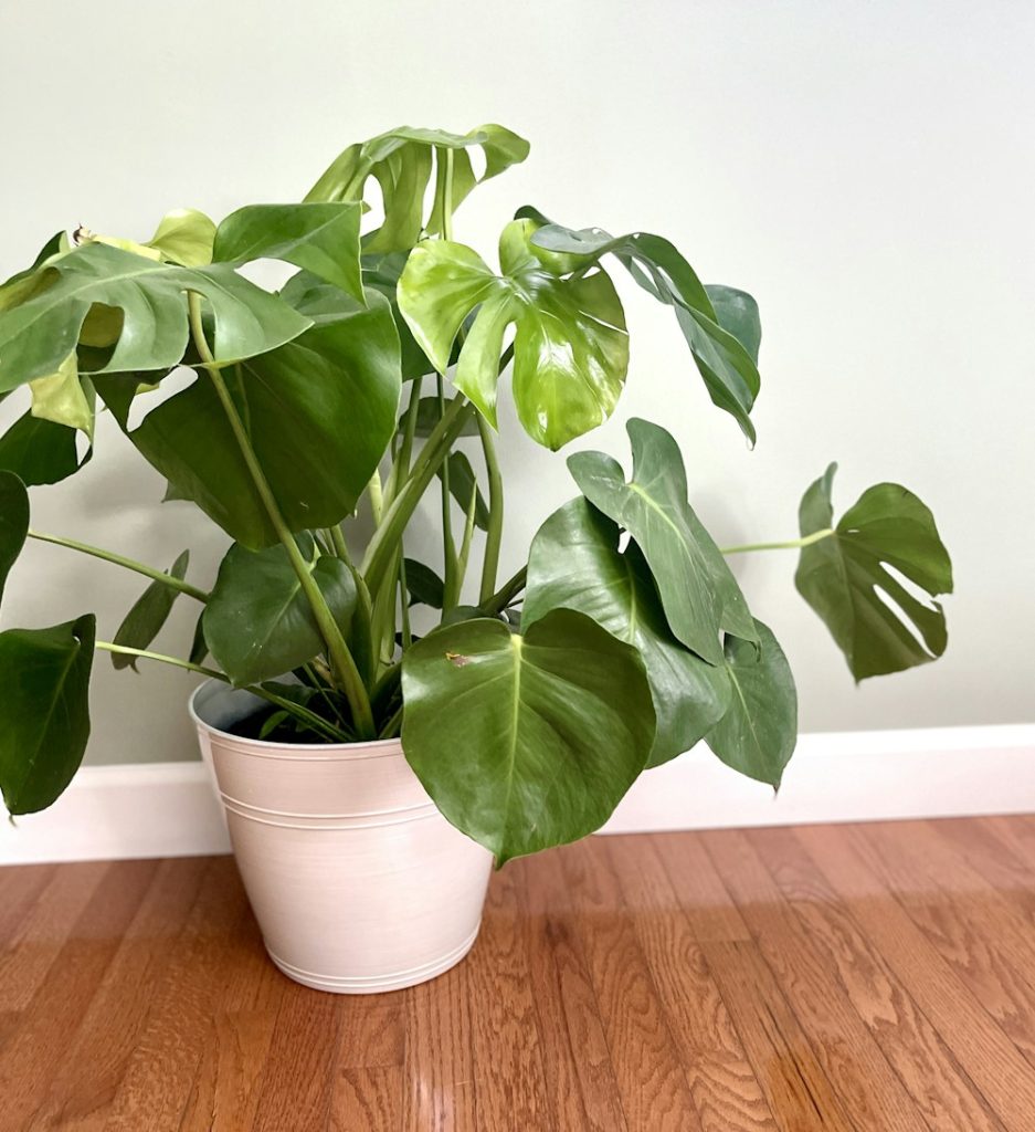 Monstera
