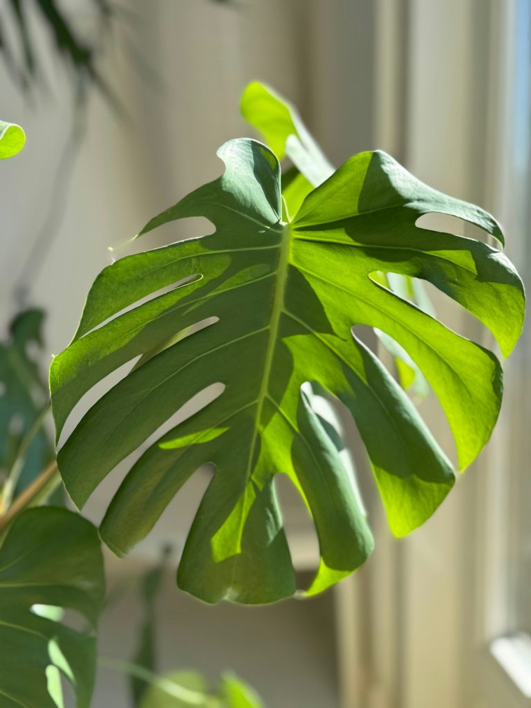 Sunlight through a Monstera leaf
