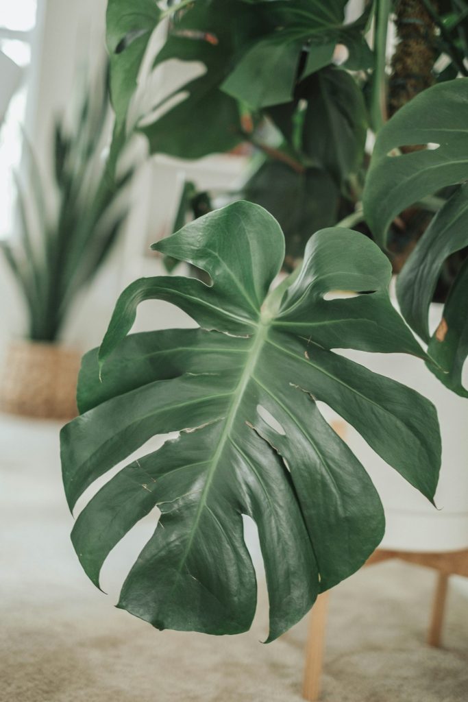Monstera beside a white chair
