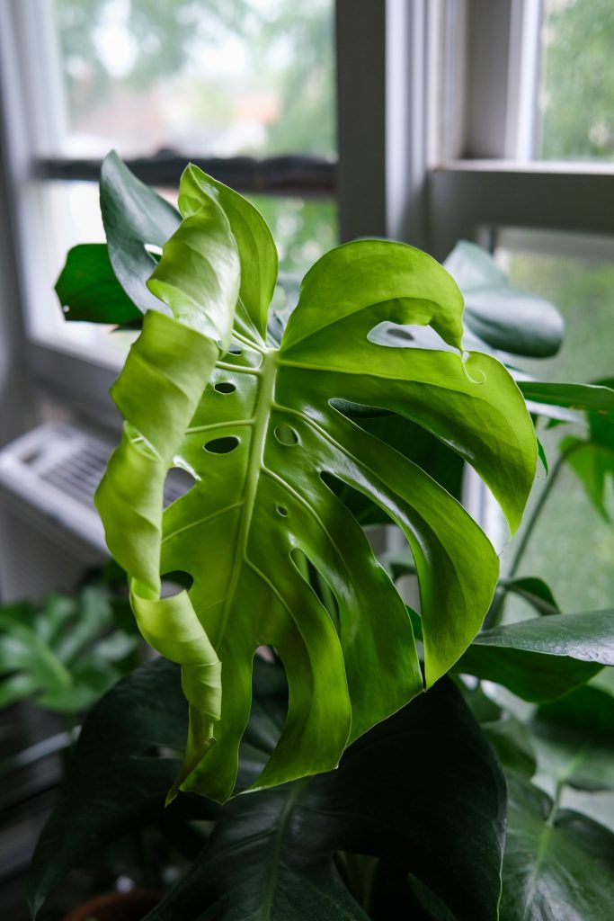 Monstera by the window