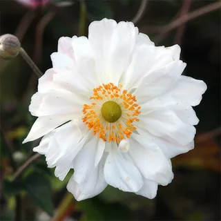 anemone-whirlwind_1-3.webp