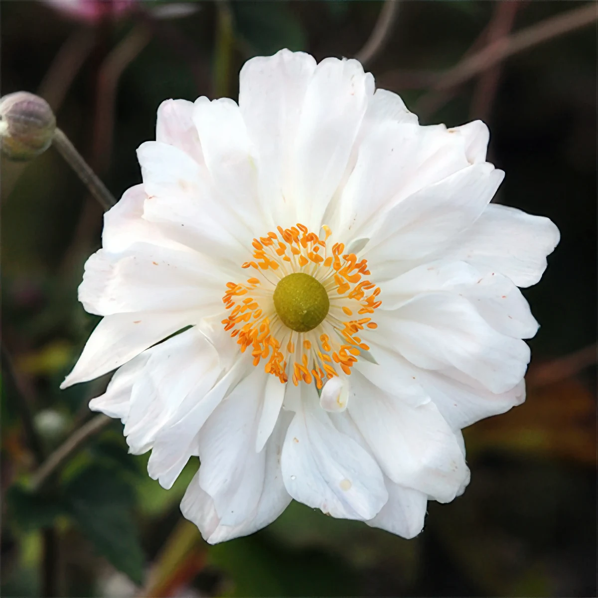 anemone-whirlwind_1-3.webp