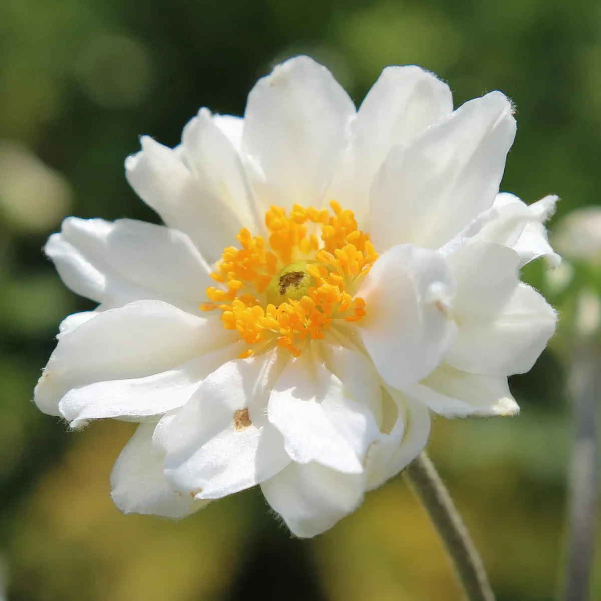 anemone-whirlwind_3-3.webp