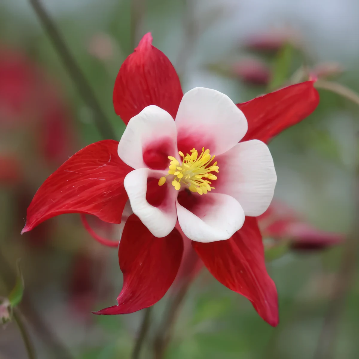 aquilegia-columbine-red-star-2-2.webp