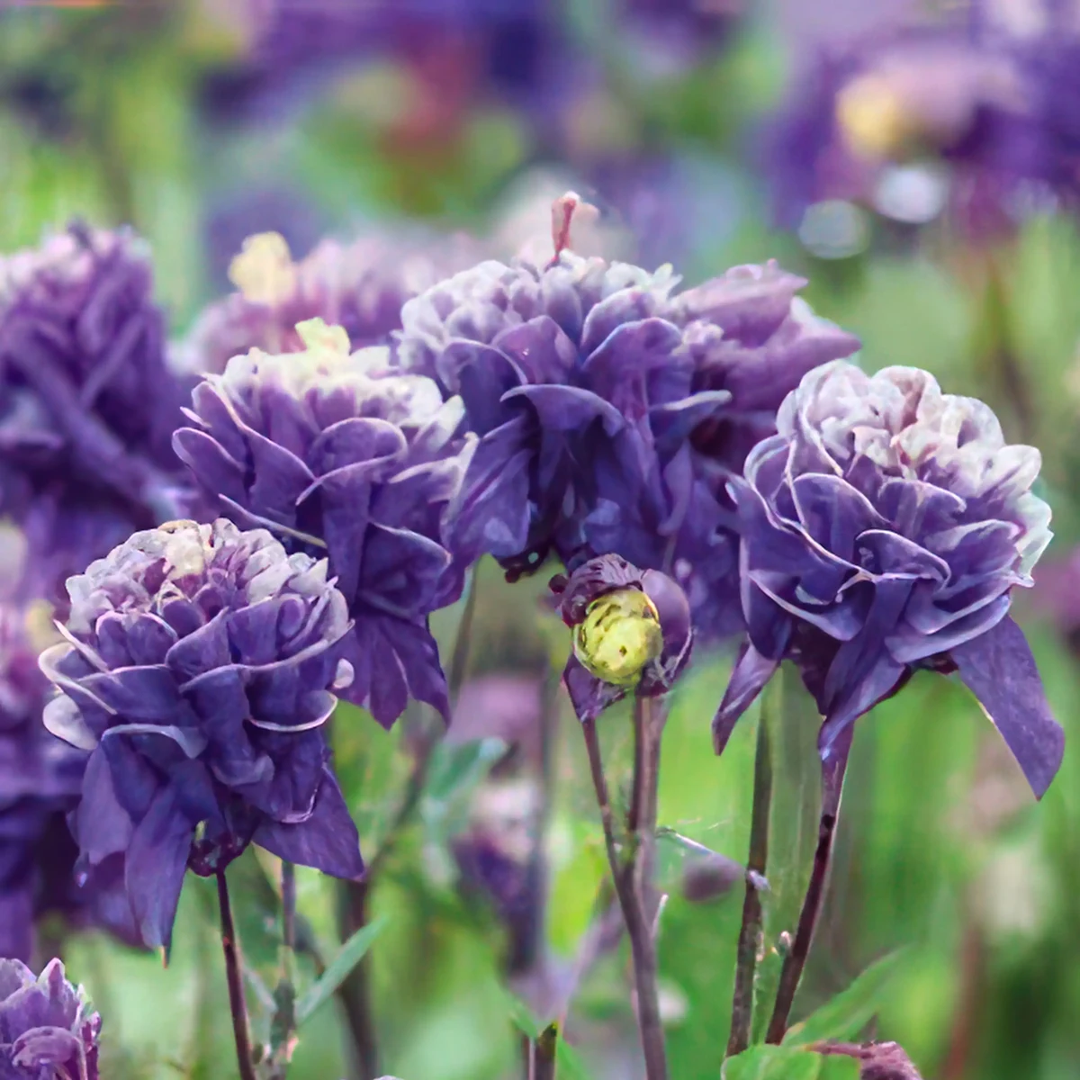 aquilegia-columbine-winky-double-blue-white-3-2.webp