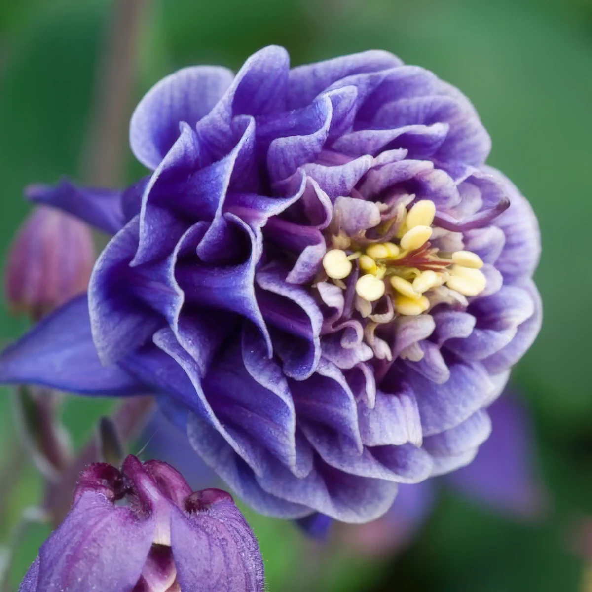 aquilegia-columbine-winky-double-blue-white-1-3.webp