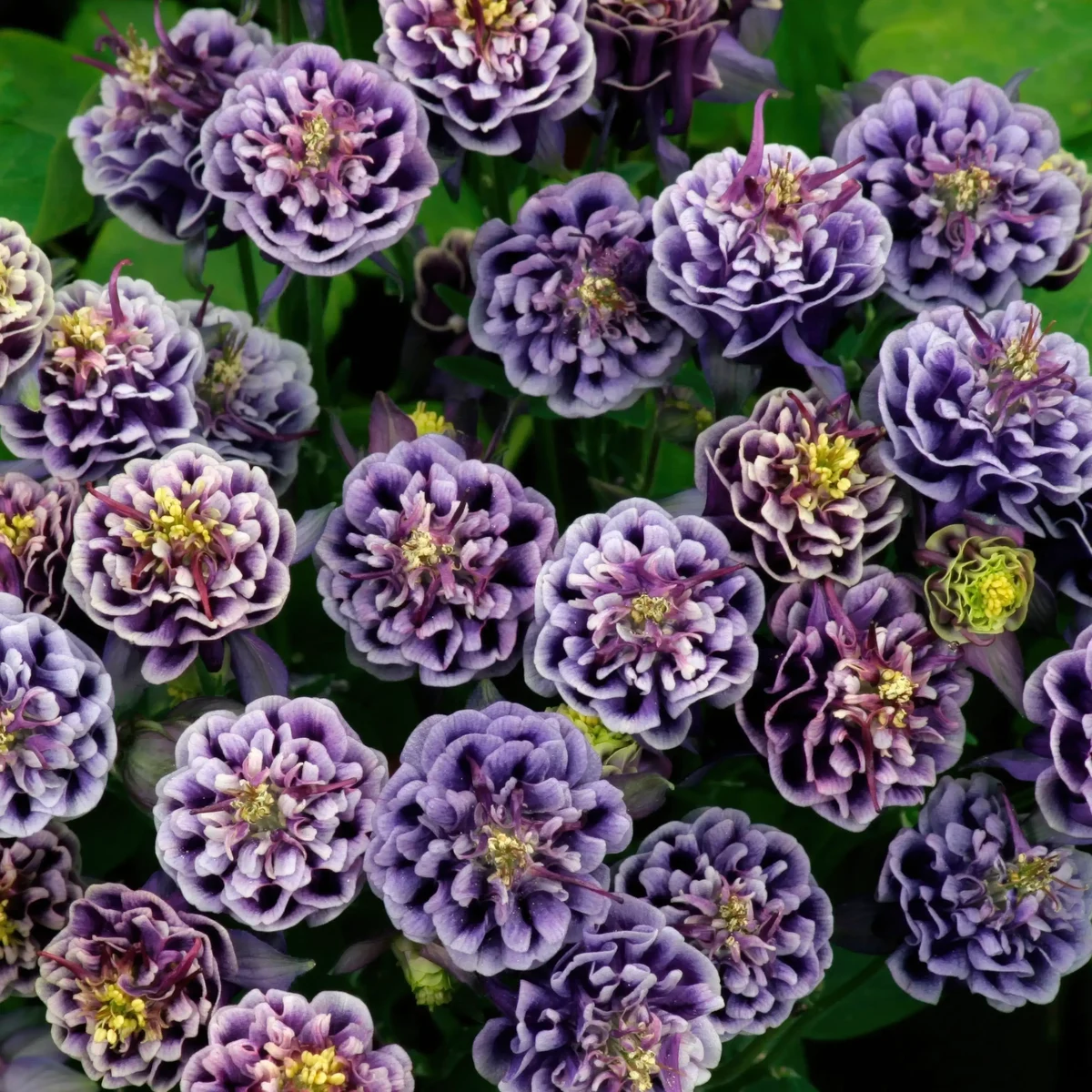 aquilegia-columbine-winky-double-blue-white-2-3.webp