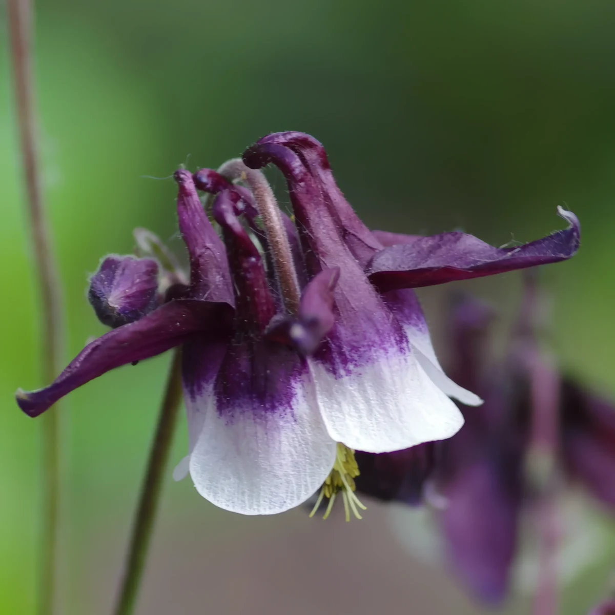 aquilegia-columbine-william-guiness-2-3.webp