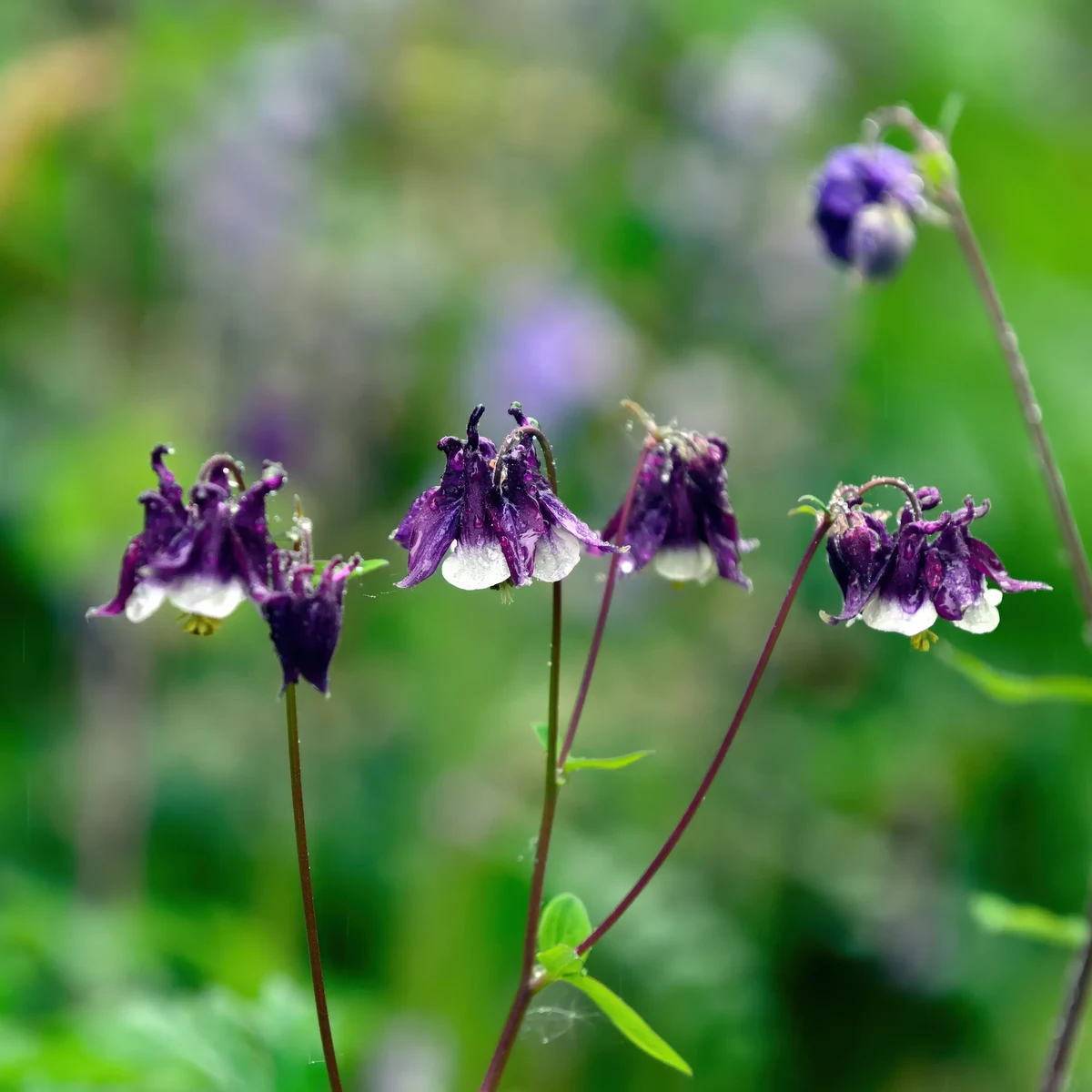 aquilegia-columbine-william-guiness-3-3.webp