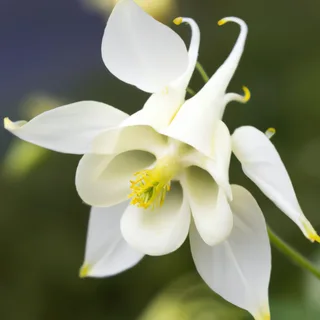 aquilegia-columbine-white-star-1-2.webp