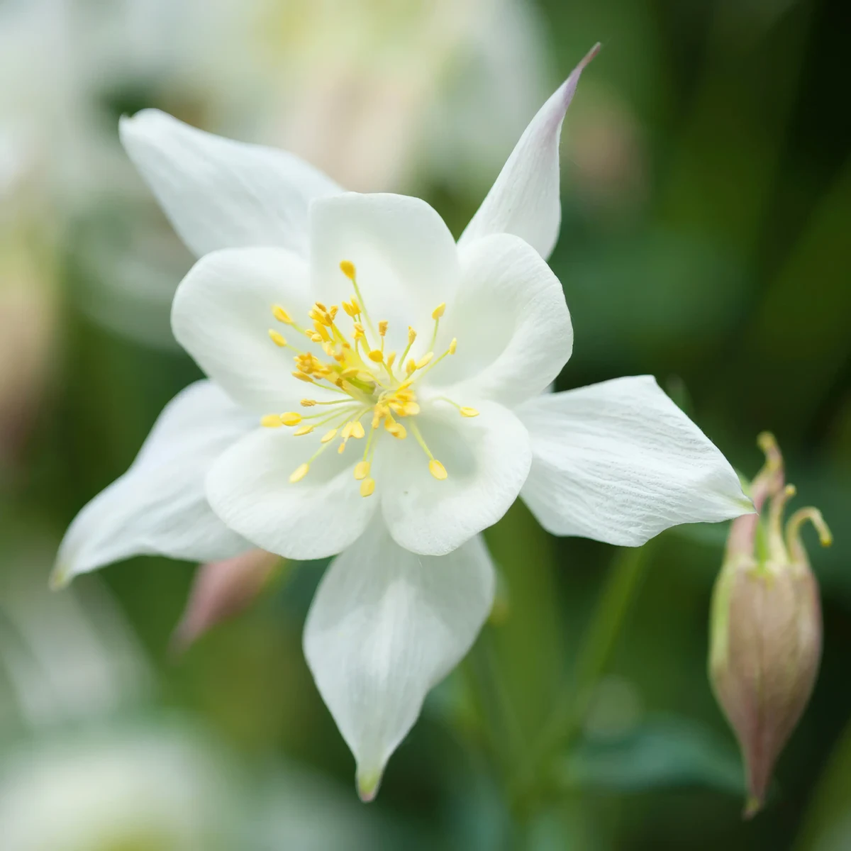 aquilegia-columbine-white-star-2-3.webp