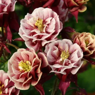 Aquilegia-Winky_Double_Red_White-2.webp