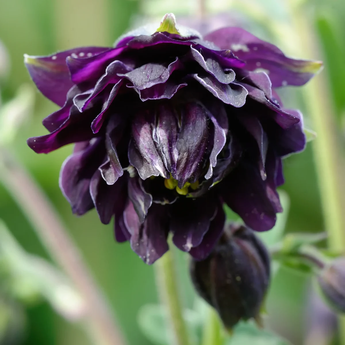 aquilegia-columbine-black-barlow-3-1.webp