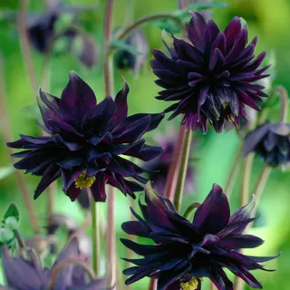 aquilegia-columbine-black-barlow-1-2.webp
