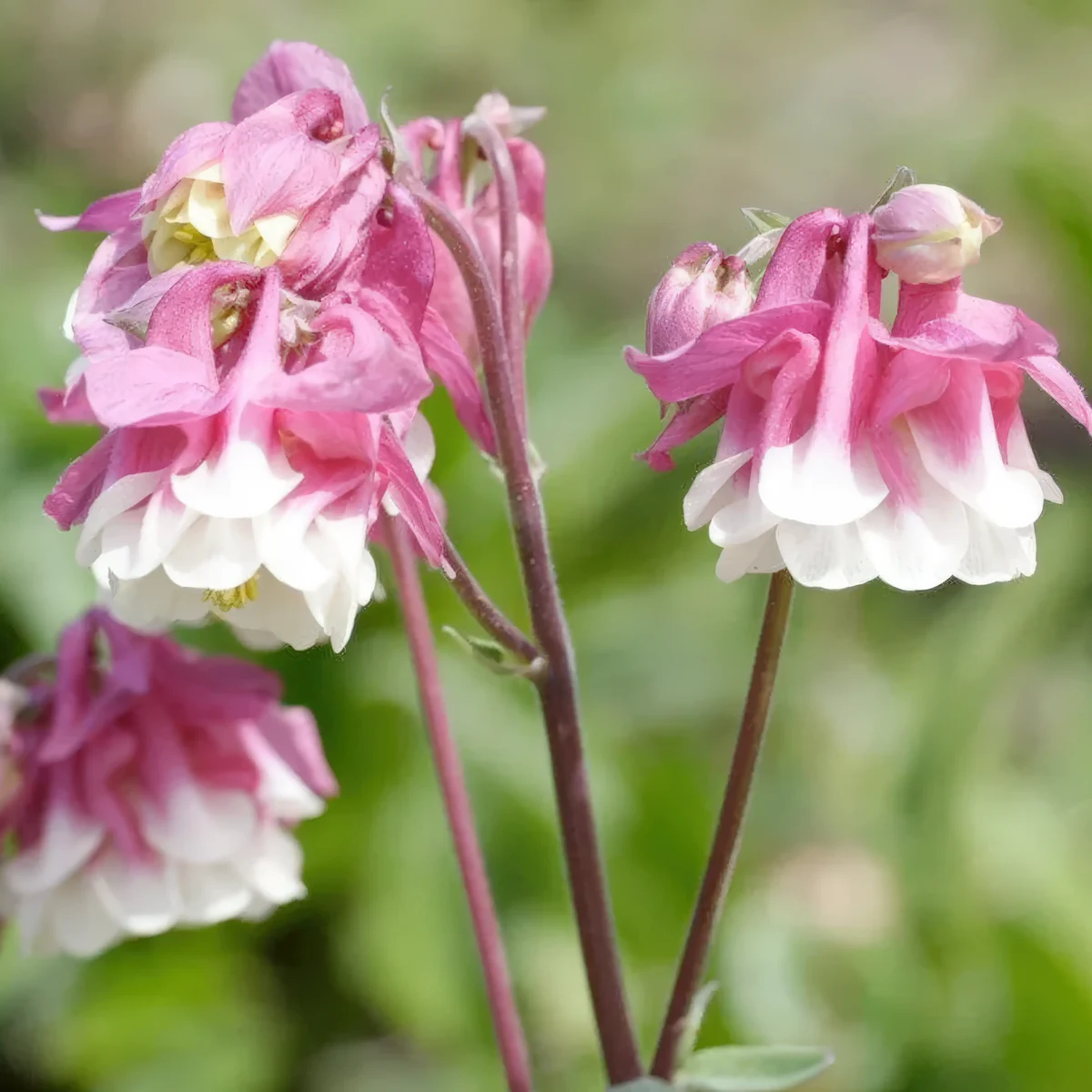aquilegia-columbine-pink-petticoat-4-6.webp
