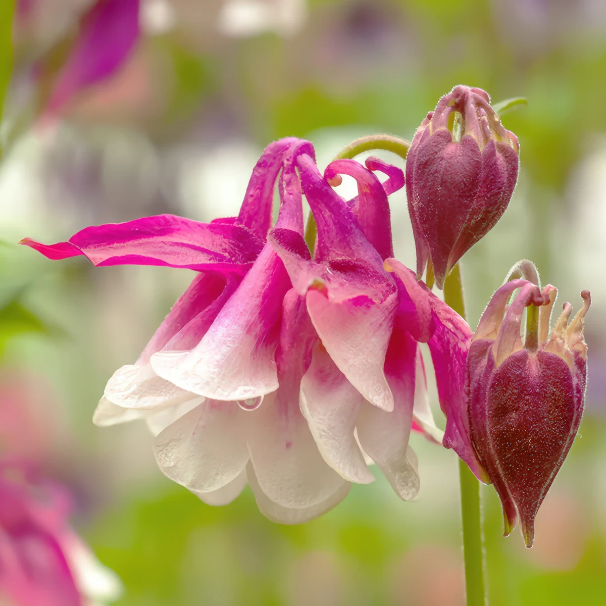 aquilegia-columbine-pink-petticoat-3-6.webp