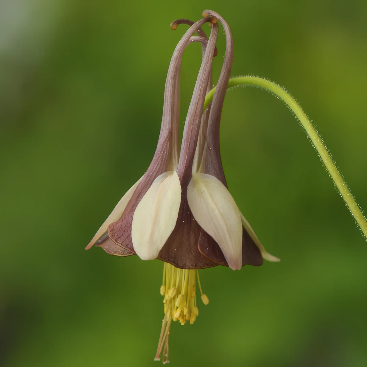 aquilegia-viridiflora-chocolate-soldier-2.webp
