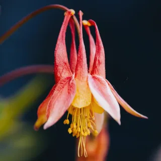 aquilegia-columbine-rhubarb-and-custard-1-2.webp