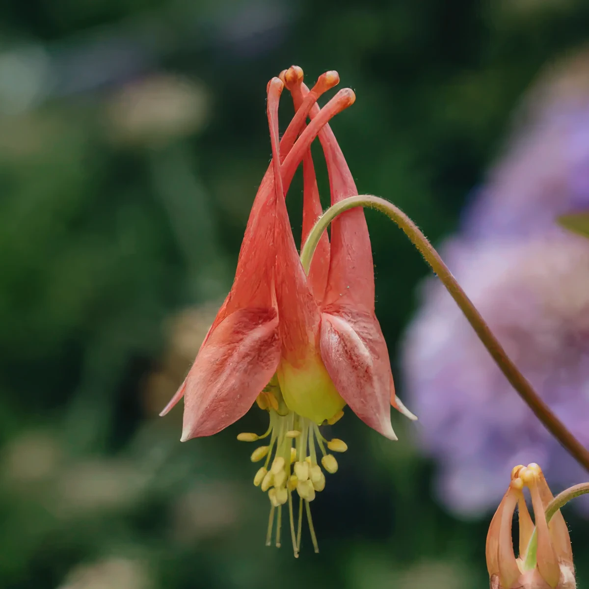 aquilegia-columbine-rhubarb-and-custard-2-2.webp