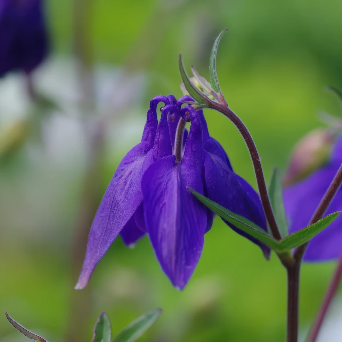 aquilegia-columbine-alpina-1-2.webp