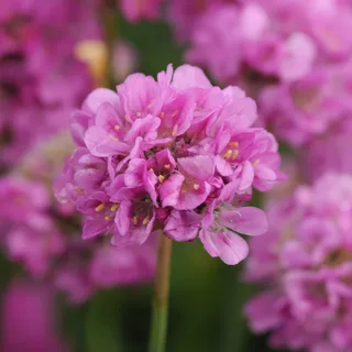 armeria-thrift-pink_2-2.webp