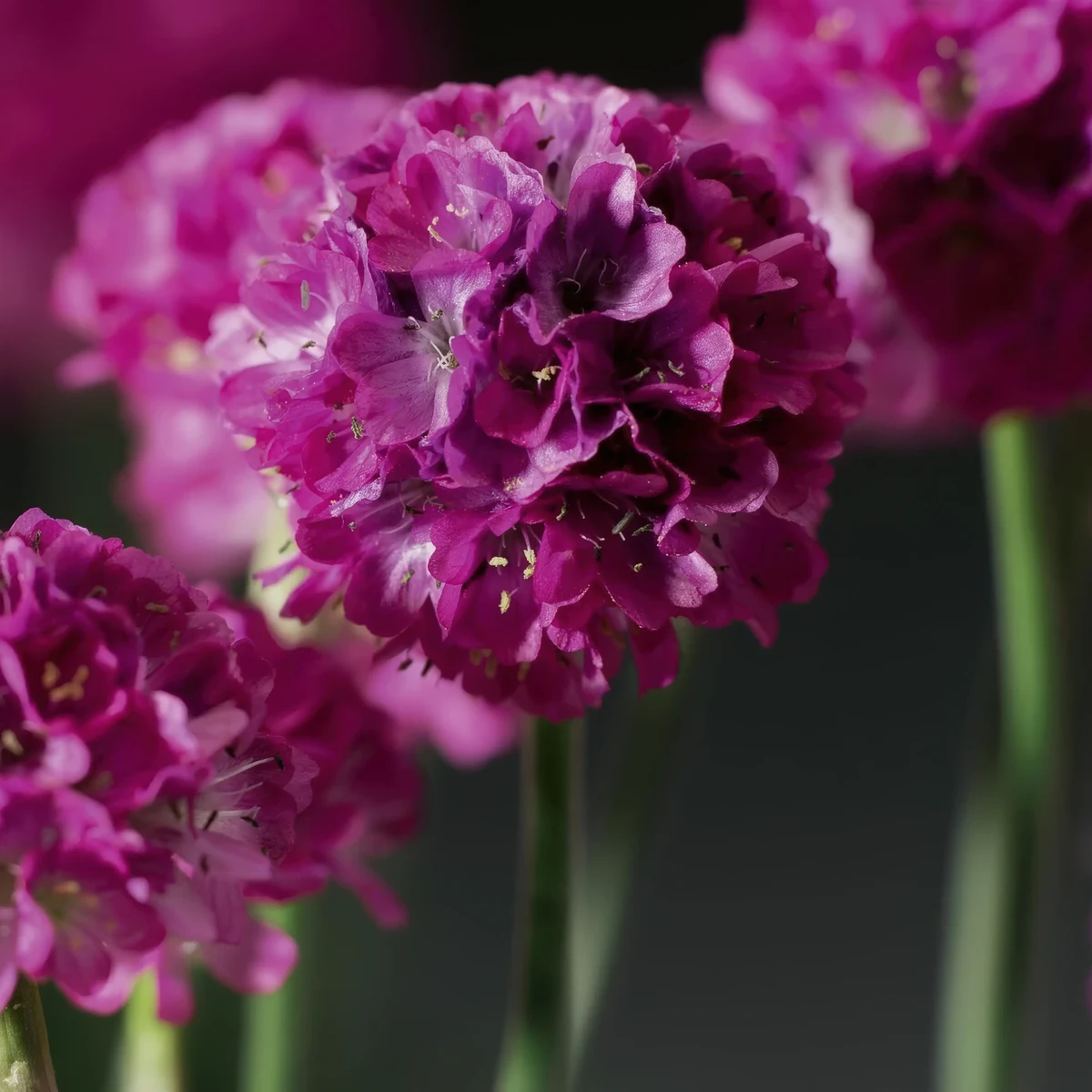 armeria-thrift-pink_1-2.webp