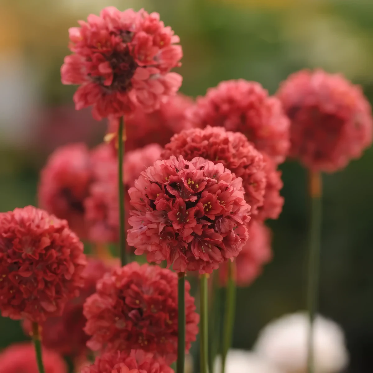 armeria-thrift-ballerina_red_2-2.webp