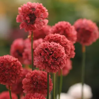 armeria-thrift-ballerina_red_2-2.webp