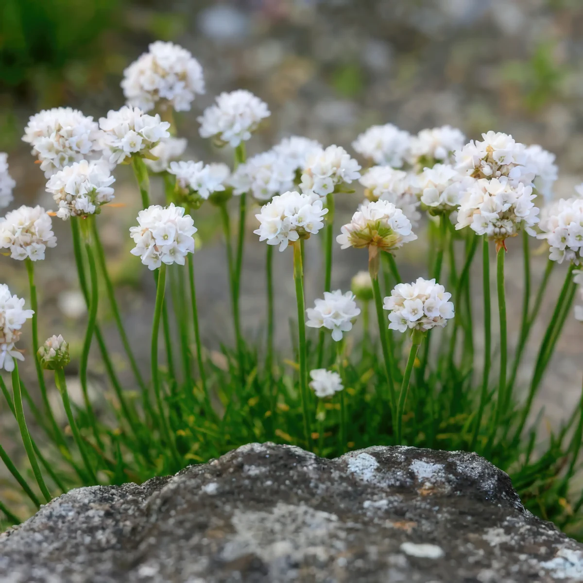 armeria-thrift-white-2-2.webp