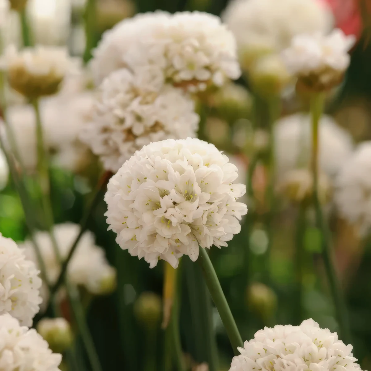 armeria-thrift-white-1-2.webp
