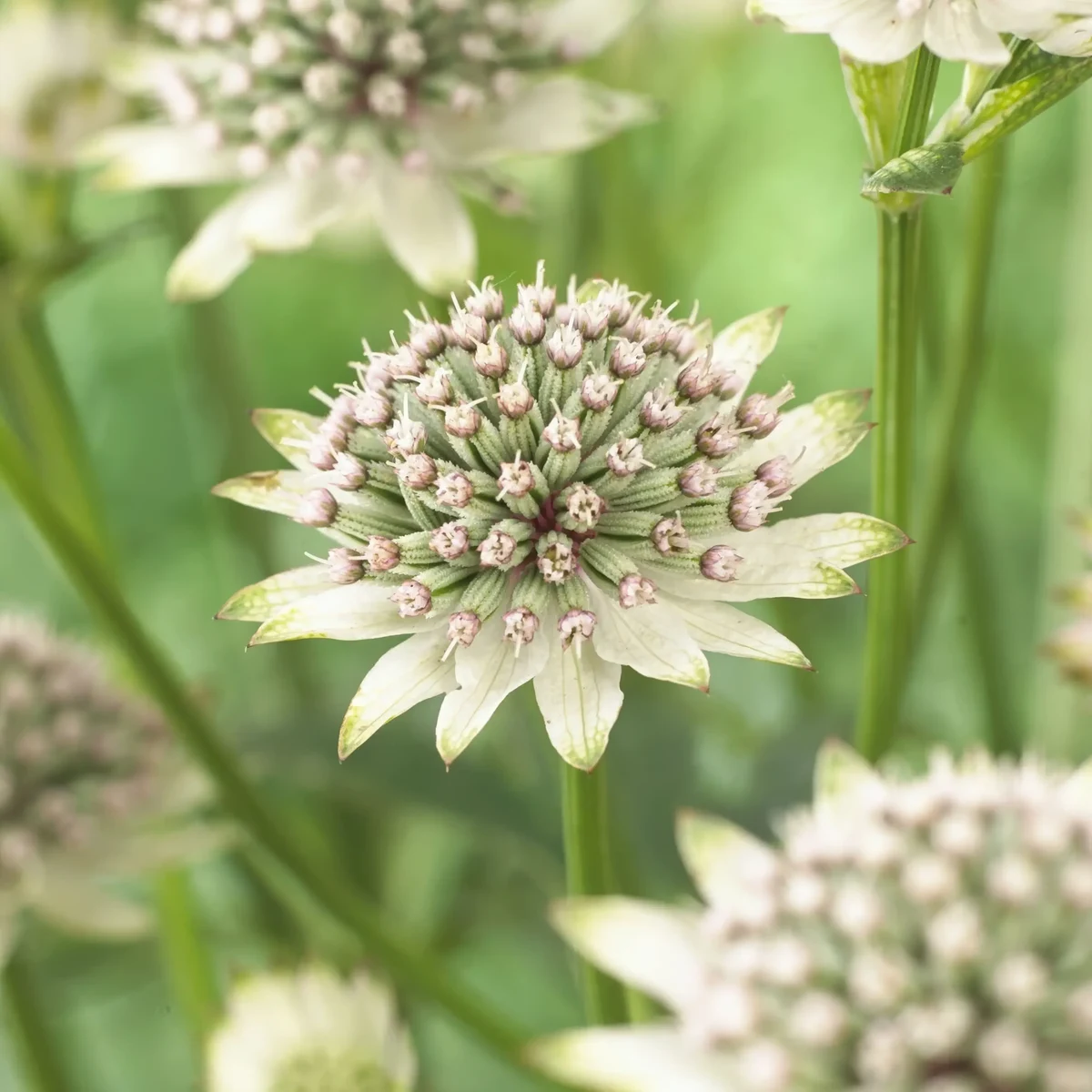 astrantia-materwort-major_star_of_billion_1-2.webp