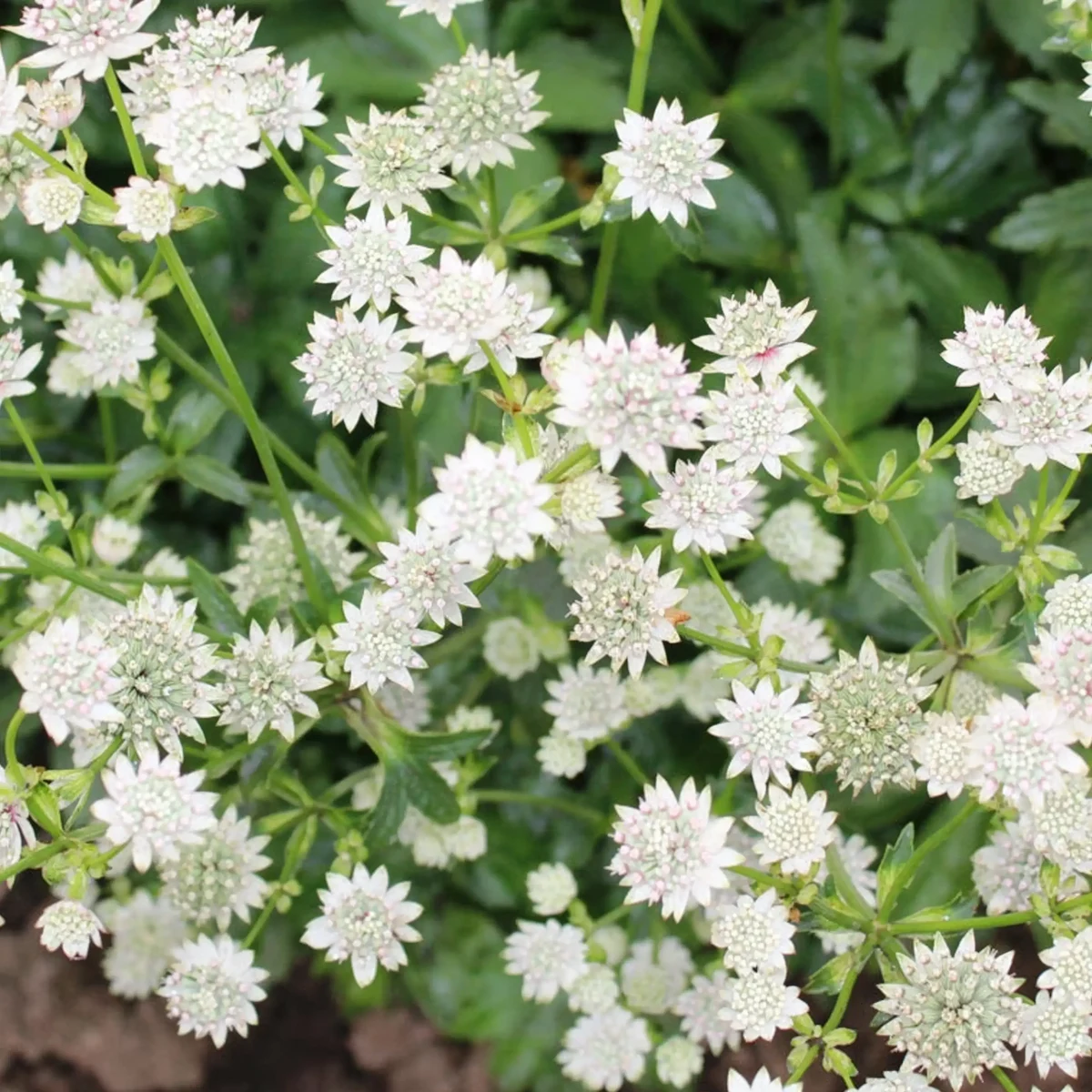 astrantia-materwort-major_star_of_billion_3-2.webp