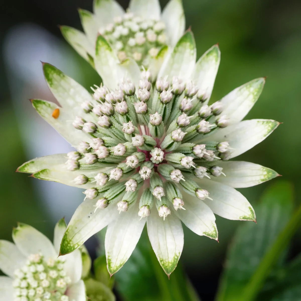 astrantia-materwort-major_star_of_billion_2-2.webp