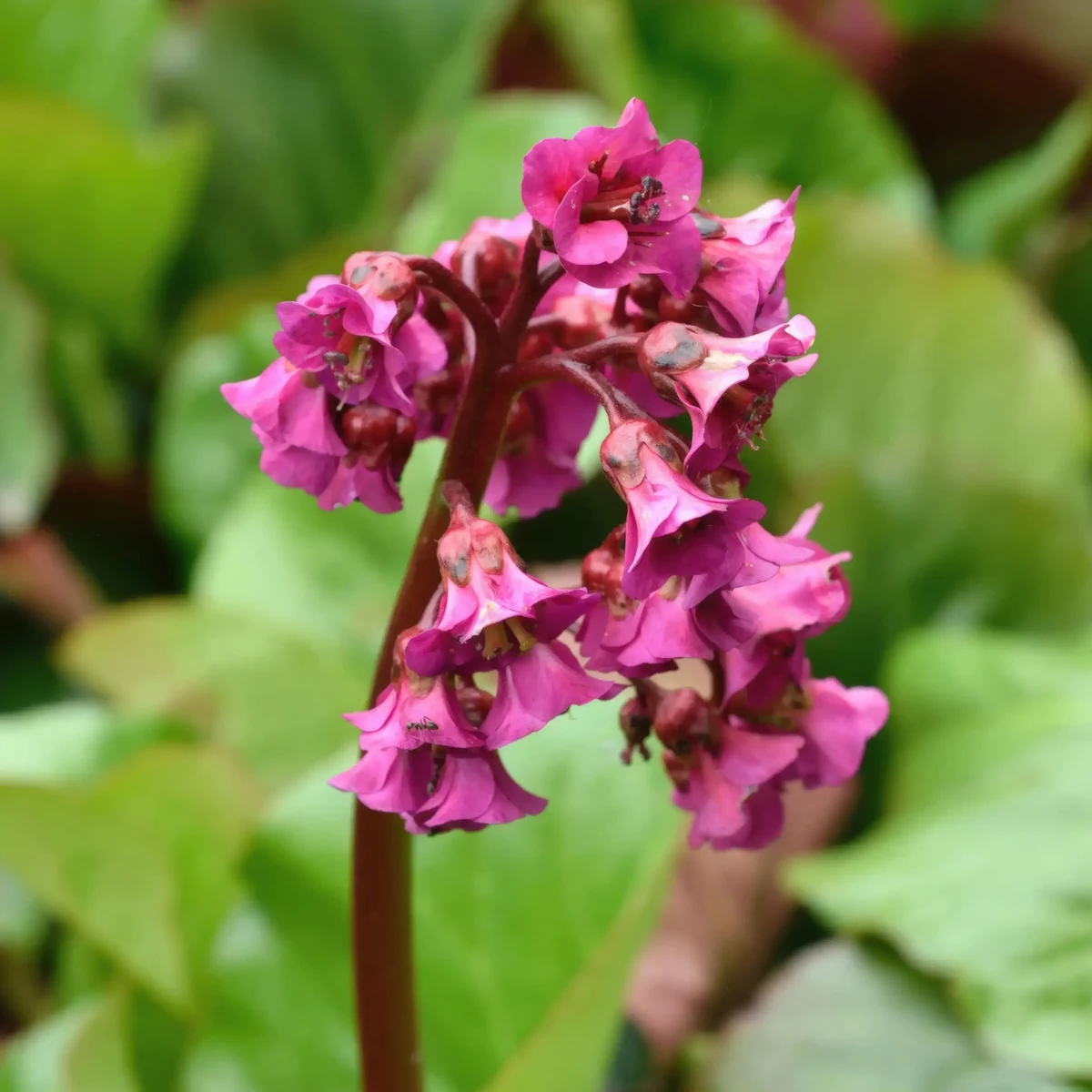 bergenia-stracheyi-vinterglod-4.webp