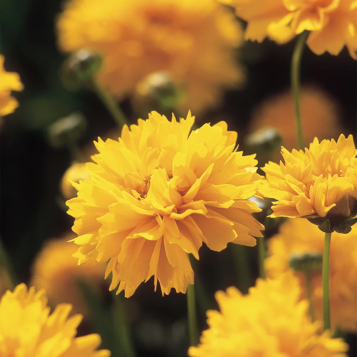 coreopsis-early-sunrise_3-2.webp