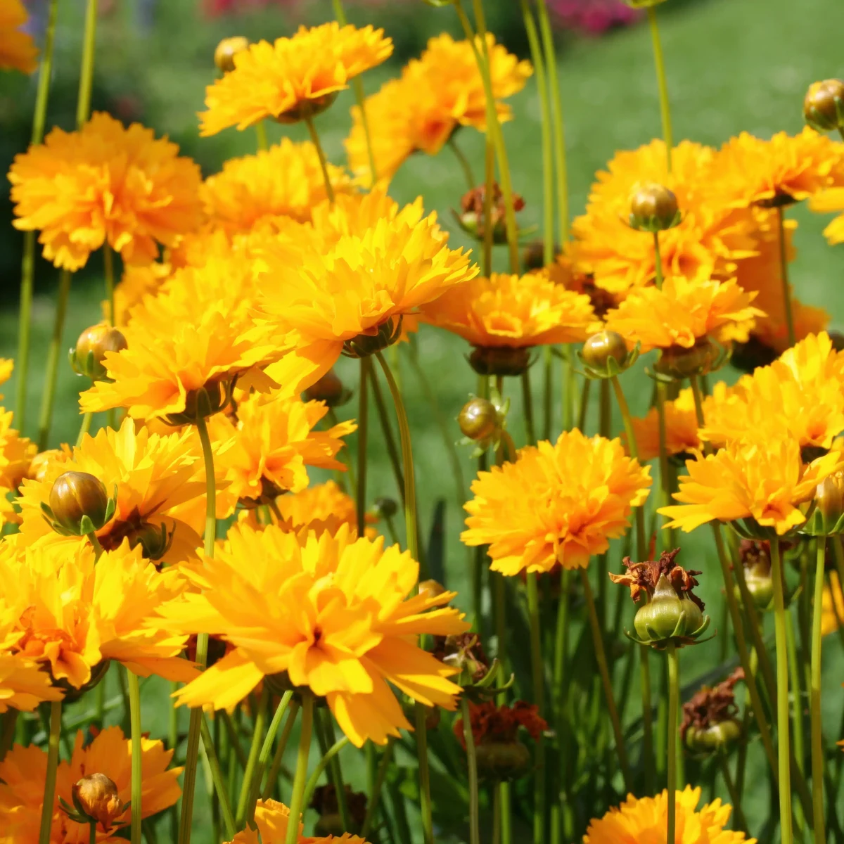 coreopsis-early-sunrise_1-2.webp