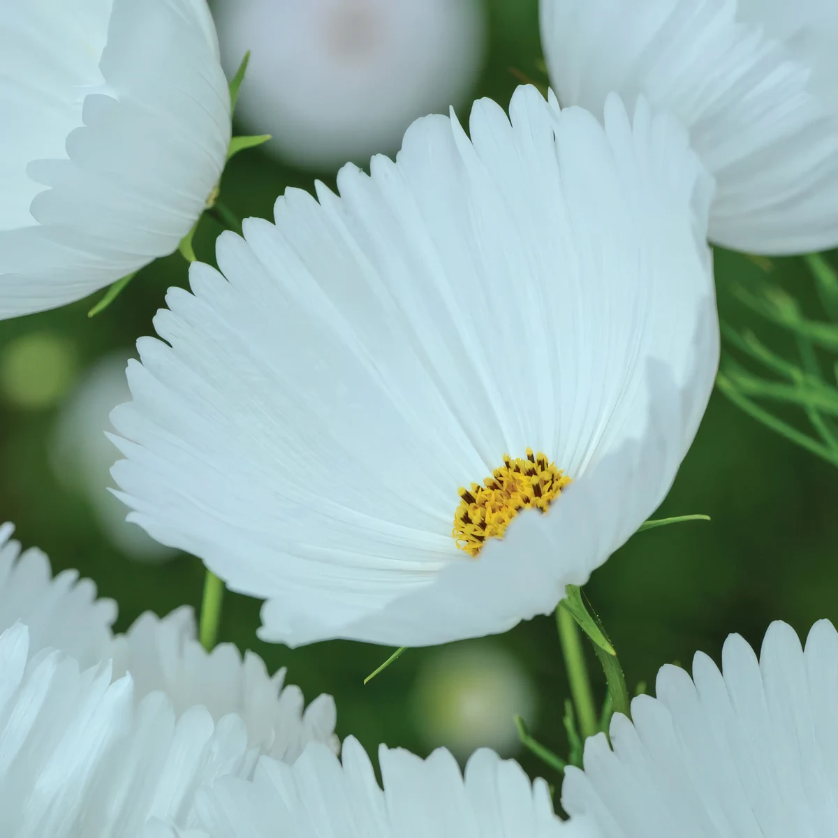 cosmos-bipinnatus-cupcake_white-2.webp