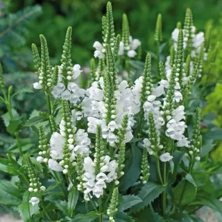 Physostegia-White-2.webp