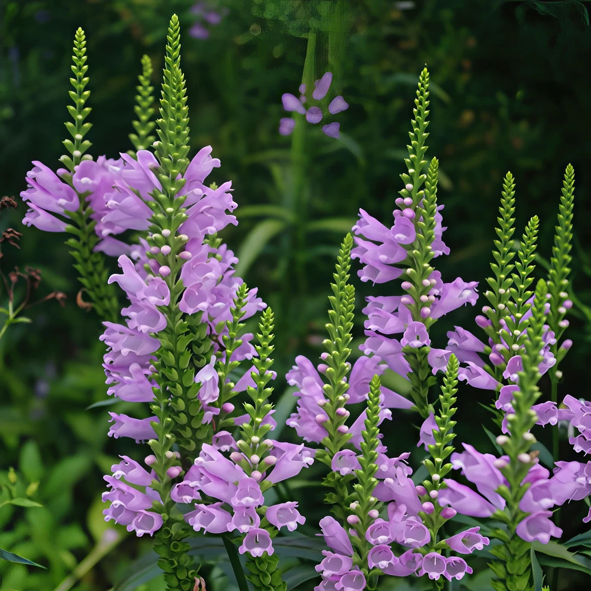 physostegia-virginiana-bouquet-rose_2-2.webp
