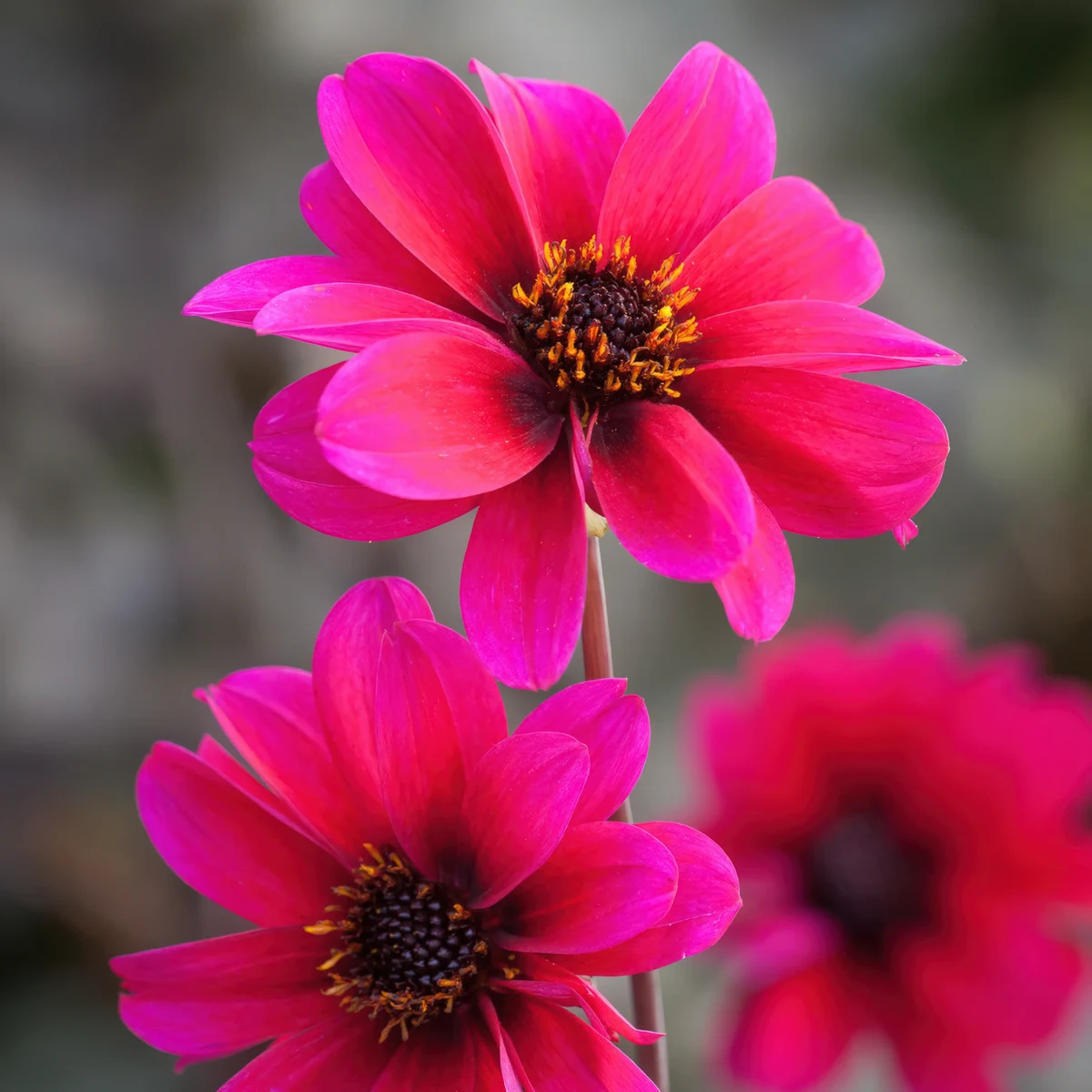 dahlia-bishop-of-canterbury_1-2.webp