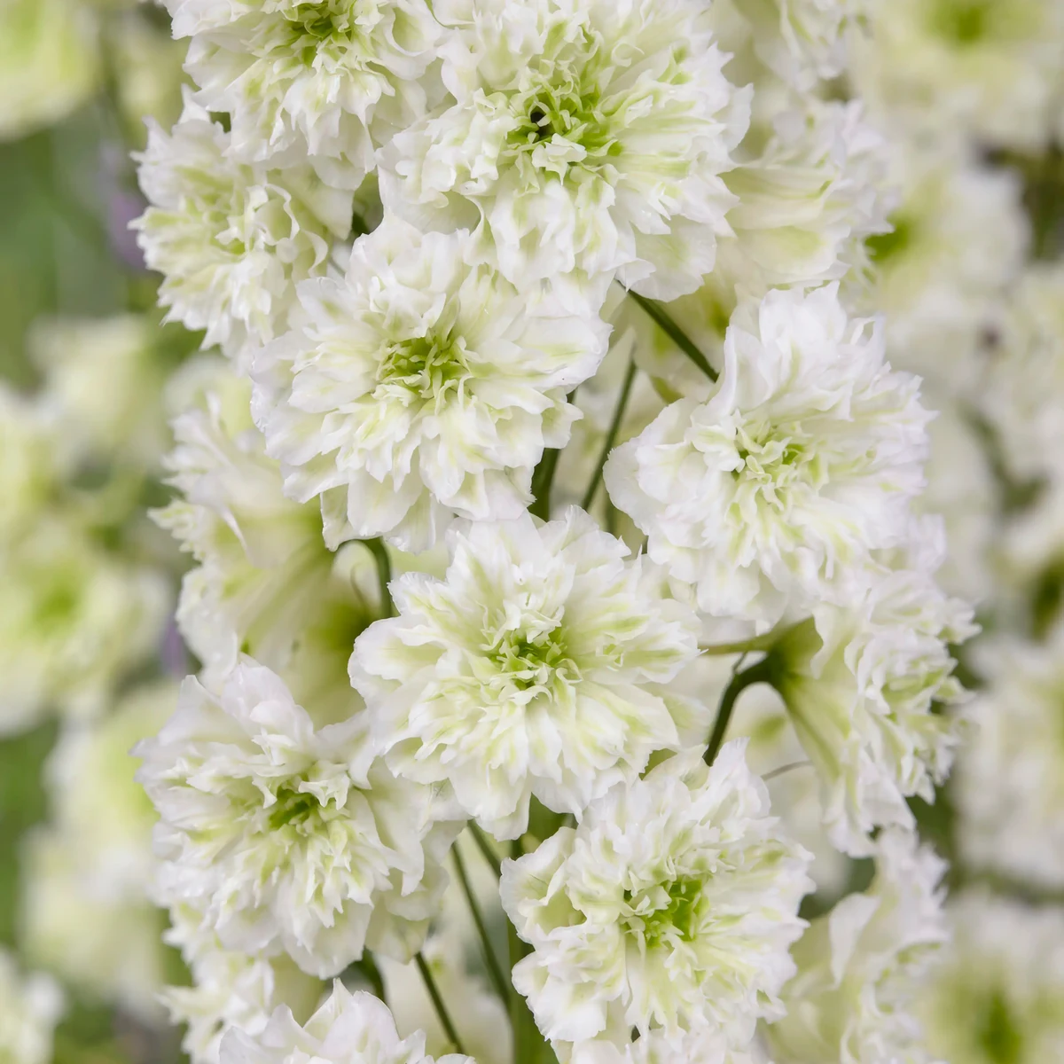 delphinium-larkspur_highlander_morning_sunrise_1-2.webp