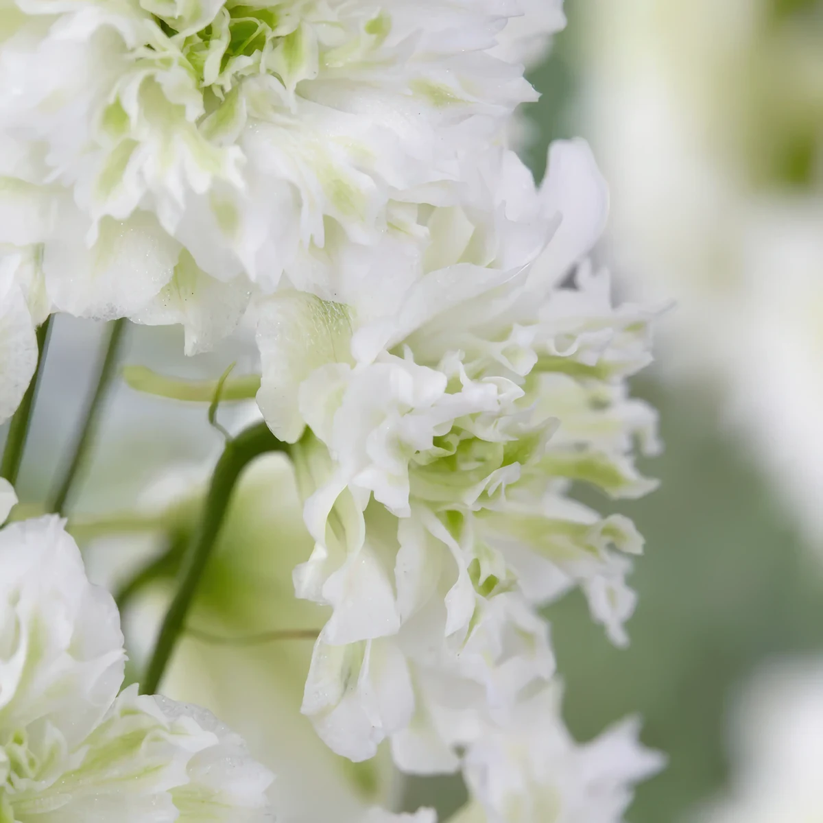 delphinium-larkspur_highlander_morning_sunrise_2-2.webp