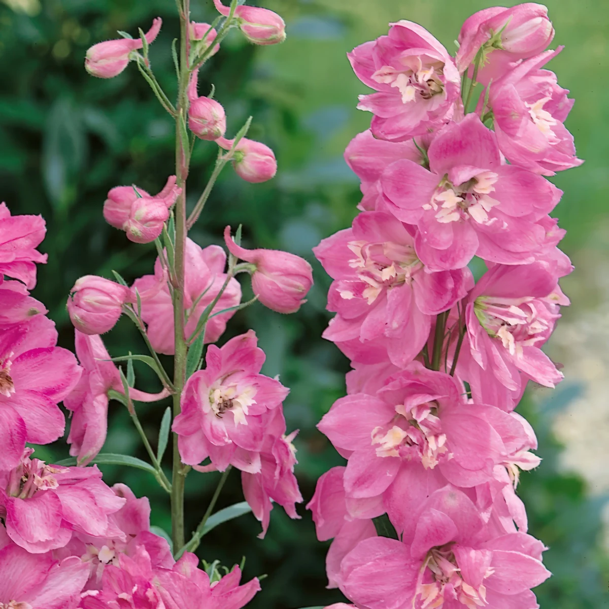 delphinium_larkspur_astolat_2-2.webp