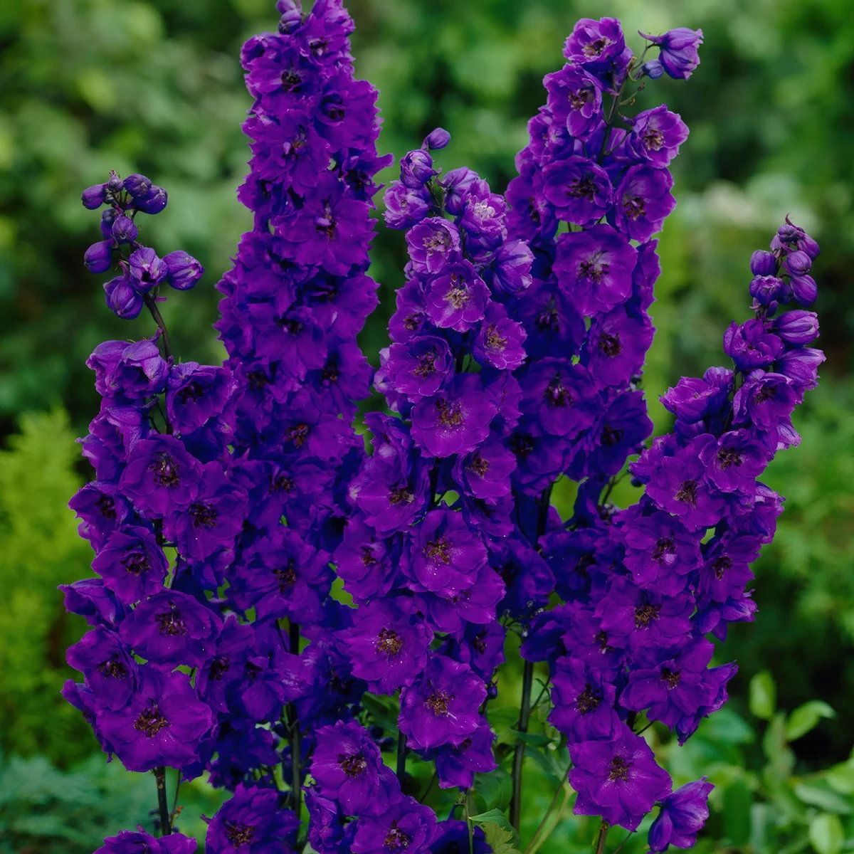 delphinium_larkspur_black-knight-2.webp