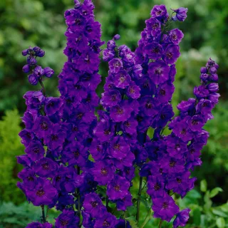 delphinium_larkspur_black-knight-2.webp