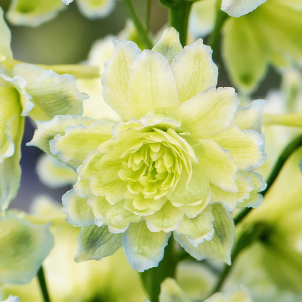 delphinium_larkspur_double-highlander-moonlight_3-3.webp