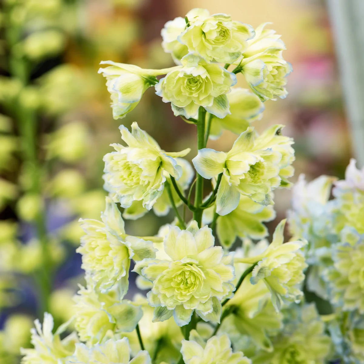 delphinium_larkspur_double-highlander-moonlight_1-3.webp