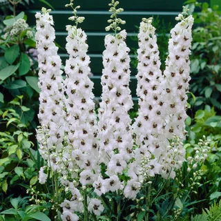 delphinium_larkspur_galahad_1-2.webp