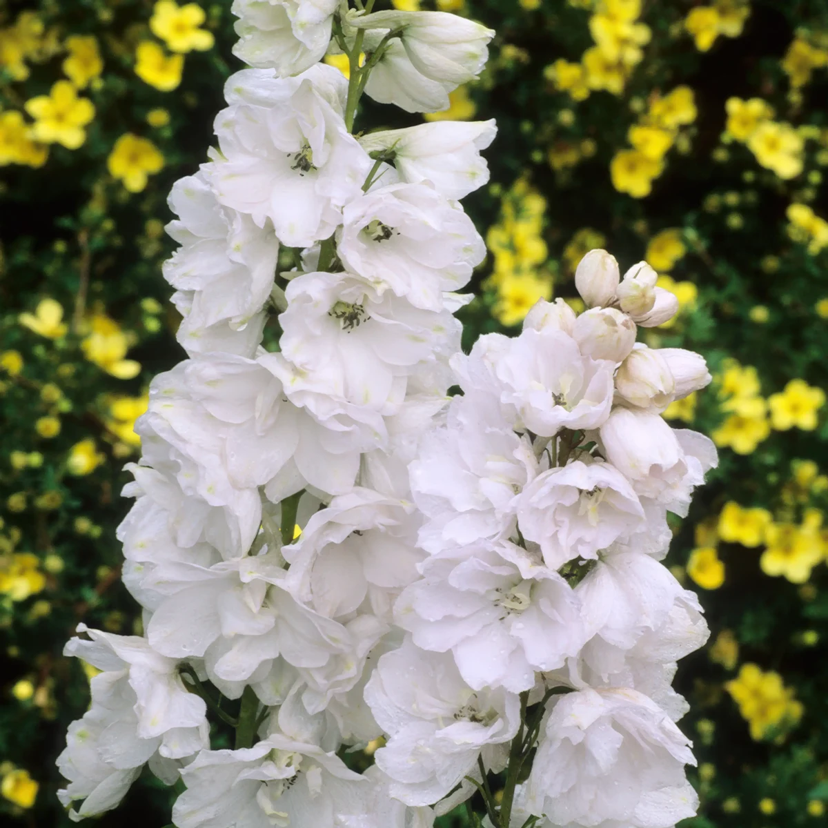 delphinium_larkspur_galahad_2-2.webp